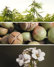 Load image into Gallery viewer, LEGEND Nourishing Multi-Use Oil for Body, Face + Hair